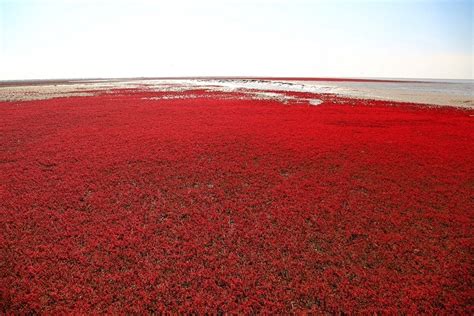  Panjin Shuangtaizi Red Beachia, Luontoihmeitä ja Lähikuvia!