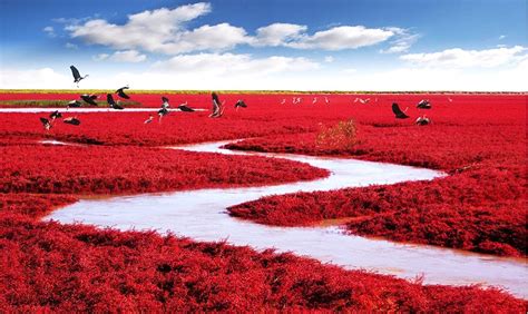  Panjin Shuangtaizi Red Beachia, Luontoihmeitä ja Lähikuvia!